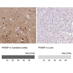 PANP/PILR alpha associated neural protein Antibody, Novus Biologicals 25